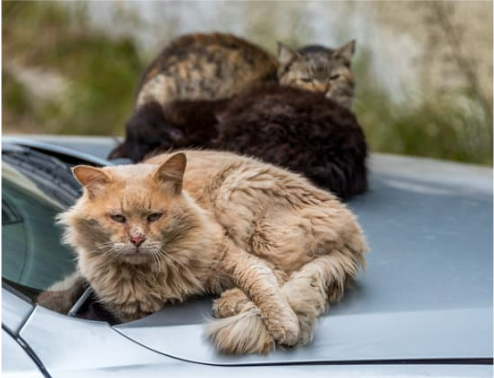 HOW TO REPEL FERAL CAT FROM CARS