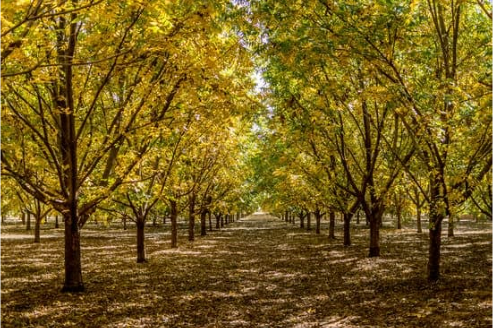 HOW TO PROTECT PECAN TREES FROM DEER
