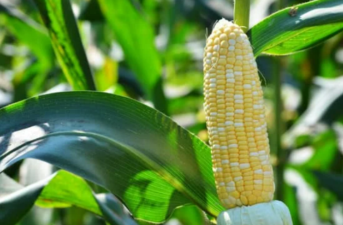 Deer repellent for sweet corn farming