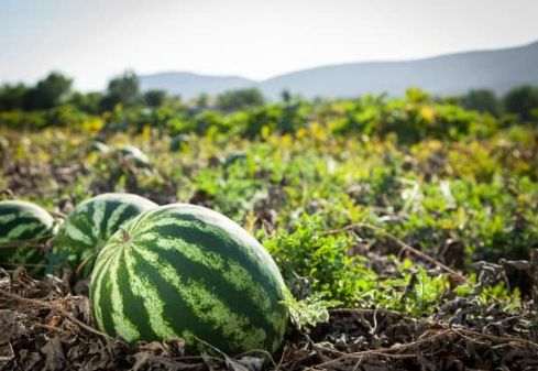 DEER REPELLENT FOR WATERMELON FARM