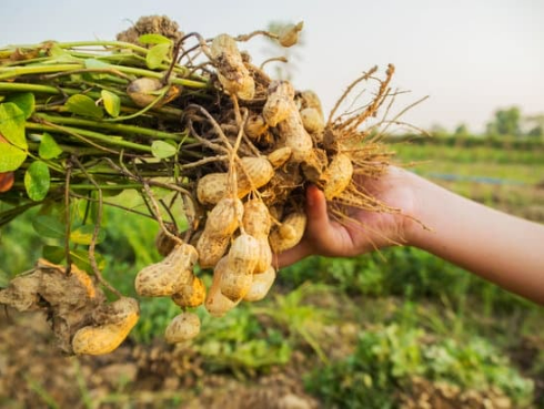 DEER REPELLENT FOR PEANUT FARMING