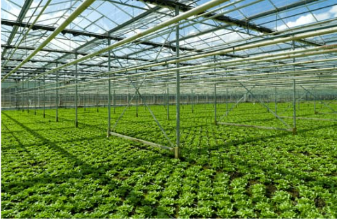 DEER REPELLENT FOR COMMERCIAL CROPS