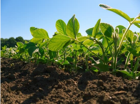 DEER REPELLENT FOR SOYBEAN CROP