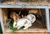 Guide to implementing strong rabbit protection for your vegetable garden