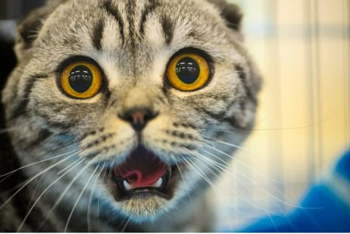 Homemade cat urine sales deterrent