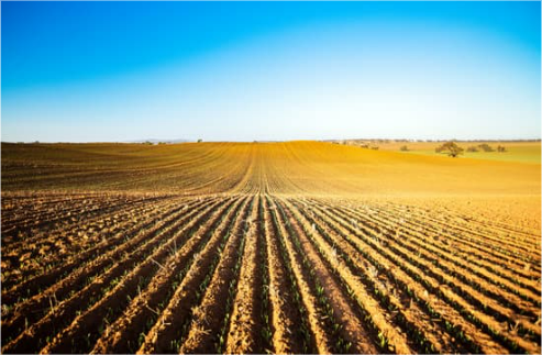 DEER REPELLENT FOR BARLEY