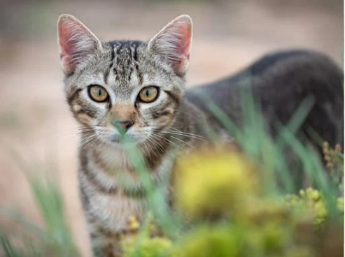 Best feral shop cat repellent