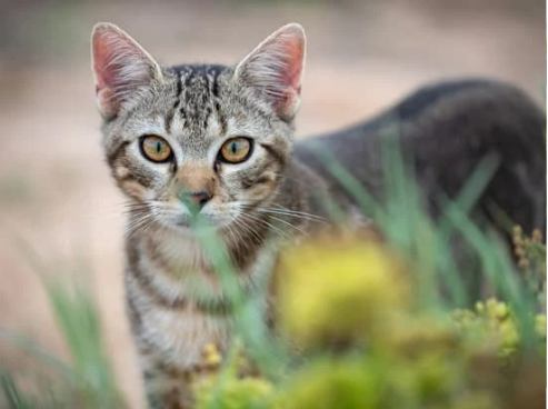 How to Repel Feral Cat from Yard