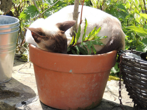HOW TO REPEL STRAY CATS FROM FLOWER GARDEN