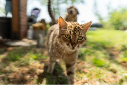 HOW TO REPEL STRAY CATS FROM YARDS