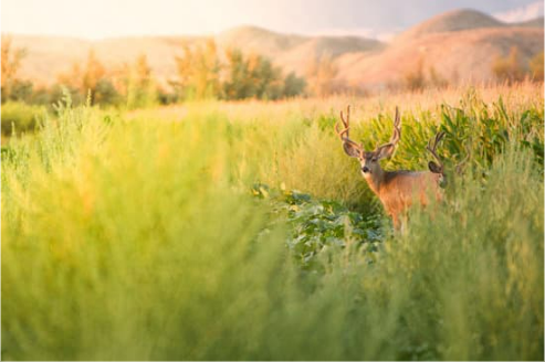 DEER REPELLENT FOR CORN 