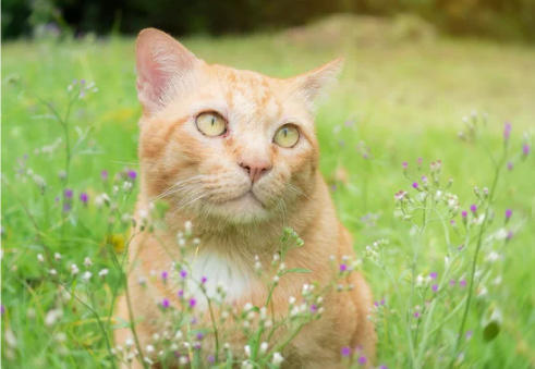 HOW TO REPEL STRAY CATS FROM FLOWER BED