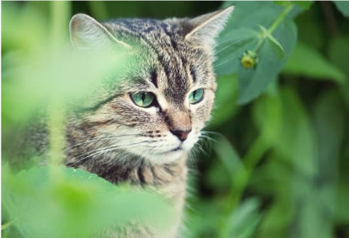 How to Repel Stray Cats from Garden