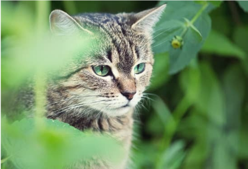 HOW TO REPEL STRAY CATS FROM GARDEN