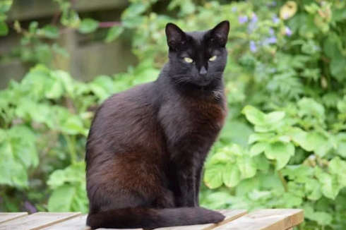 CAT REPELLENTS THAT REALLY WORK