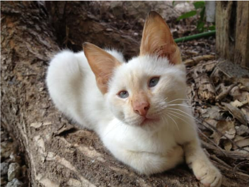 HOW TO REPEL FERAL CATS FROM HOME