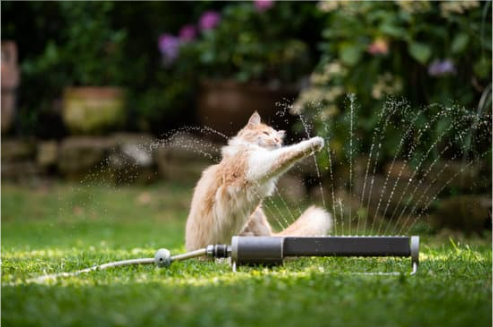 MOTION ACTIVATED CAT DETERRENT