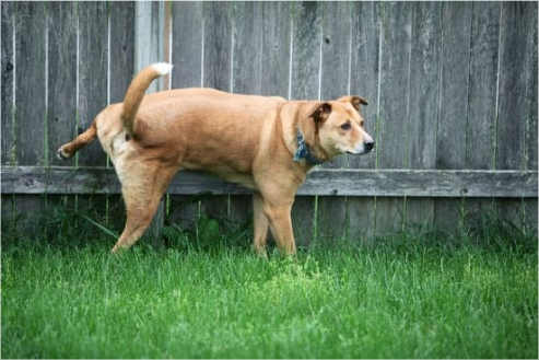 Where to Buy Dog Repellent