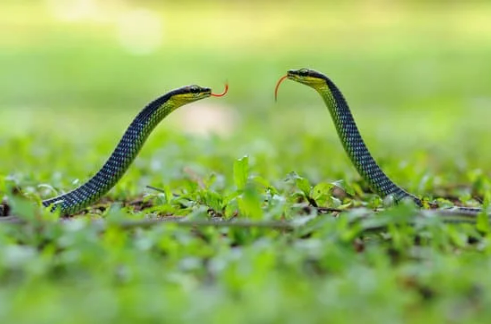 WHERE TO BUY THE BEST SNAKE REPELLENTS