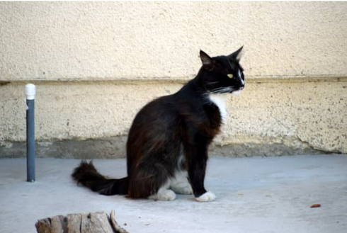 HOME REMEDY CAT DETERRENT