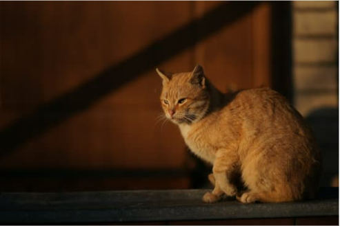 USING HOME REMEDY CAT DETERRENTS