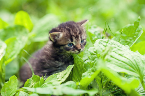 HOW TO REPEL FERAL CATS FROM VEGETABLE GARDENS