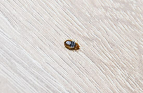 BED BUG KILLER SPRAYS THAT WORK