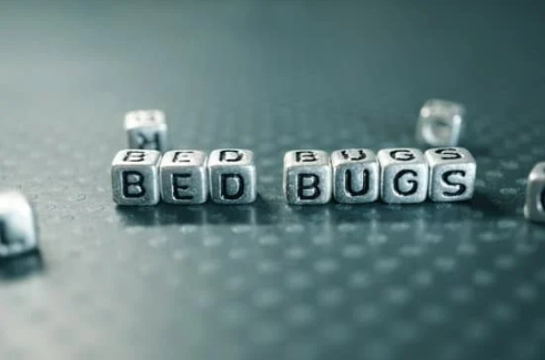 Good Bed Bug Killer