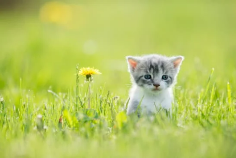 WHERE TO BUY THE BEST CAT REPELLENT