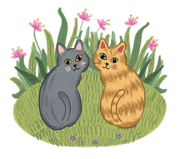 HOW TO REPEL FERAL CATS FROM GARDEN