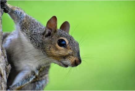 HOW TO MAKE A DIY SQUIRREL SPRAY