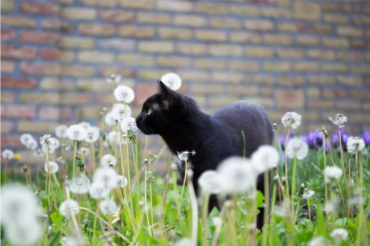 HOW TO REPEL FERAL CATS