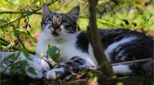 OUTDOOR CAT DETERRENT