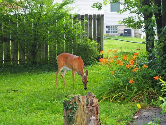 WHERE TO BUY DEER REPELLENTS