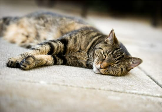 HOME REMEDY CAT REPELLENTS