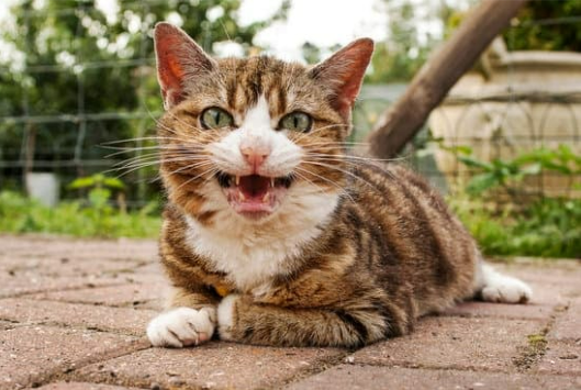 PETSAFE CAT DETERGENT