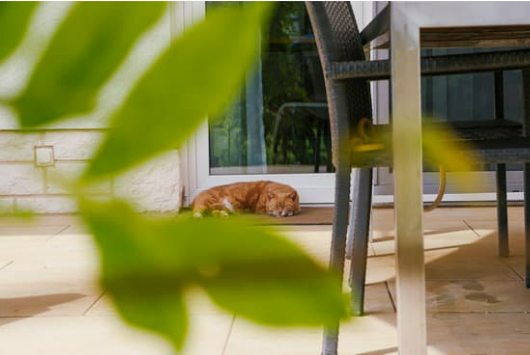 PET SAFE CAT REPELLENT