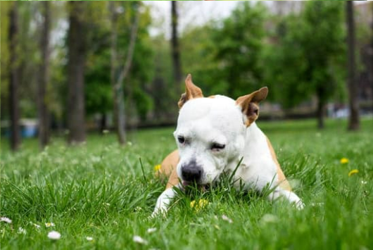 5 REASONS DOGS EAT GRASS