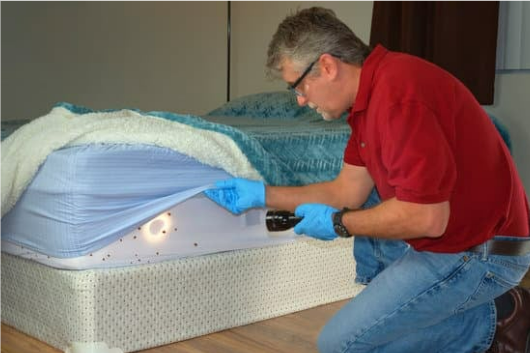 HOW TO DETECT BED BUGS