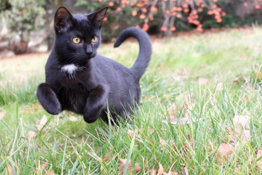 NATURAL CAT DETERRENTS
