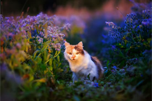 CAT REPELLENTS THAT WORK