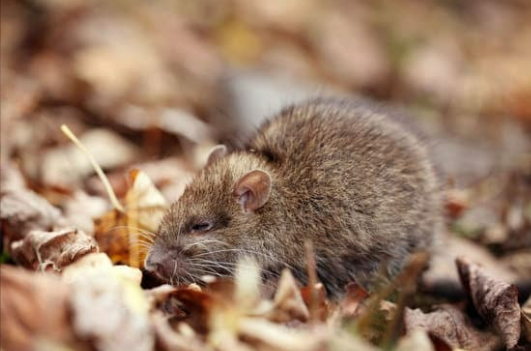 COTTON RATS
