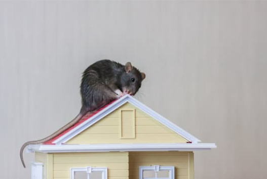 ROOF RATS