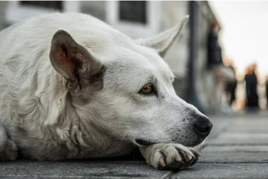 HOW TO PROTECT YOURSELF AGAINST DANGEROUS STRAY DOGS