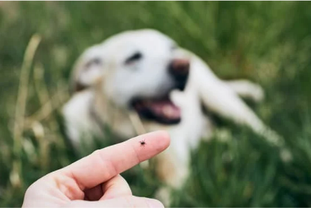 How to use natural tick control