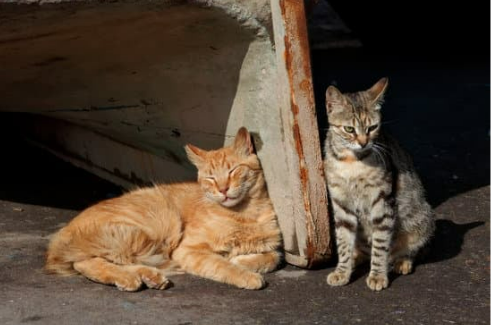Top Ten Most Common Problems Caused by Stray Cats