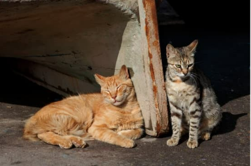 TOP TEN MOST COMMON PROBLEMS CAUSED BY STRAY CATS