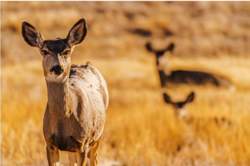 DEER SPECIES