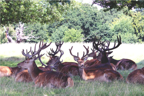 DEER BREEDING