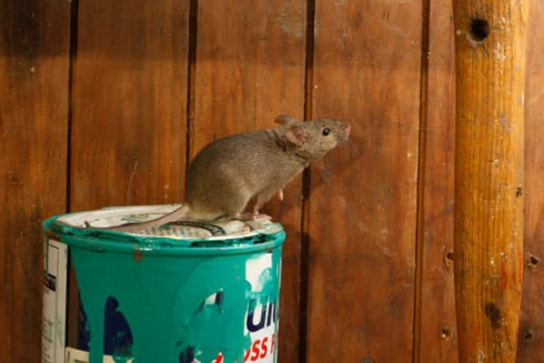 GRANULAR OR LIQUID RODENT REPELLENT